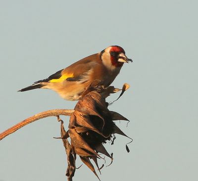 Putter - European Goldfinch
