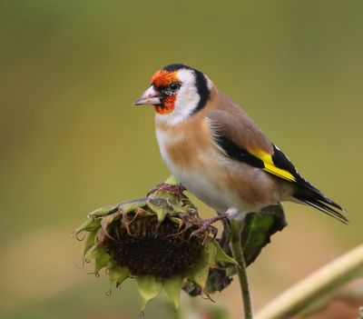 Putter - European Goldfinch