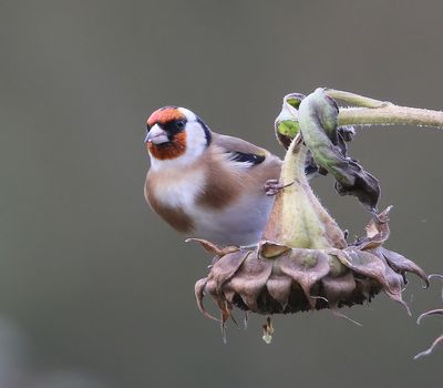 Putter - European Goldfinch