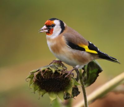 Putter - European Goldfinch