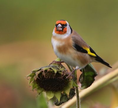 Putter - European Goldfinch