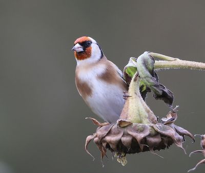 Putter - European Goldfinch