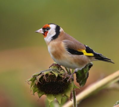 Putter - European Goldfinch