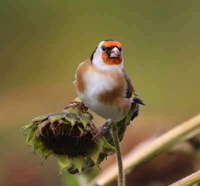 Putter - European Goldfinch