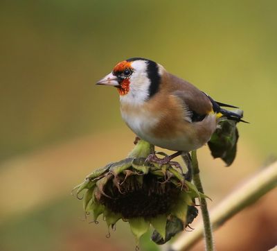 Putter - European Goldfinch
