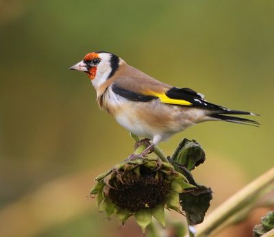 Putter - European Goldfinch
