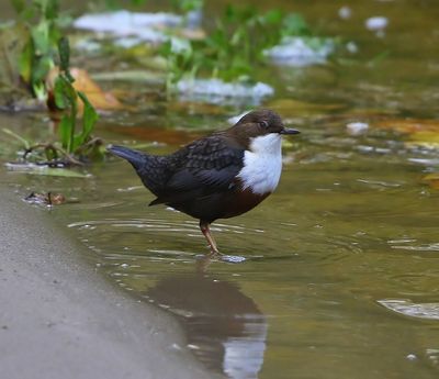 Roodbuikwaterspreeuw - White-throated Dipper