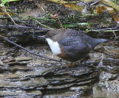 Roodbuikwaterspreeuw - White-throated Dipper