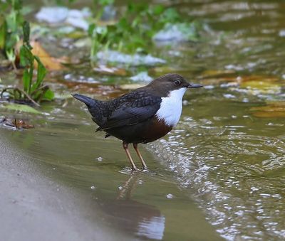 Roodbuikwaterspreeuw - White-throated Dipper