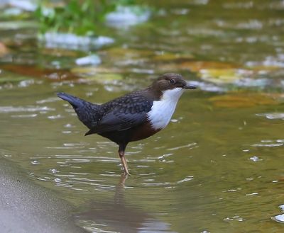 Roodbuikwaterspreeuw - White-throated Dipper