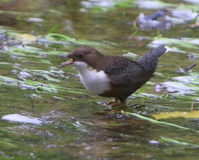 Roodbuikwaterspreeuw - White-throated Dipper