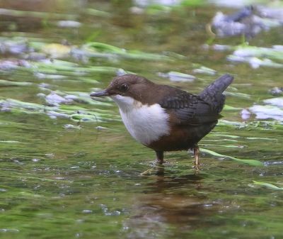 Roodbuikwaterspreeuw - White-throated Dipper