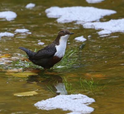 Roodbuikwaterspreeuw - White-throated Dipper