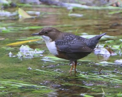 Roodbuikwaterspreeuw - White-throated Dipper