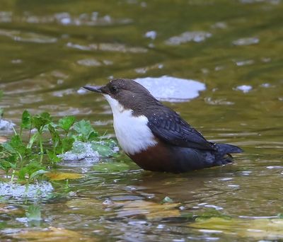 Roodbuikwaterspreeuw - White-throated Dipper