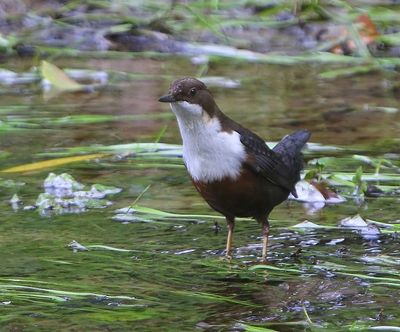 Roodbuikwaterspreeuw - White-throated Dipper