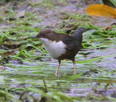 Roodbuikwaterspreeuw - White-throated Dipper