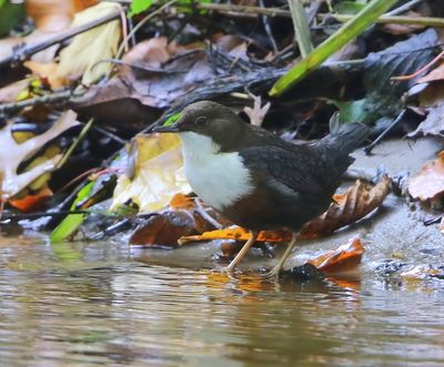Roodbuikwaterspreeuw - White-throated Dipper
