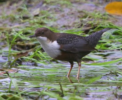 Roodbuikwaterspreeuw - White-throated Dipper