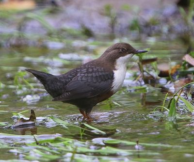 Roodbuikwaterspreeuw - White-throated Dipper