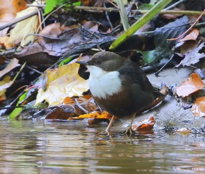 Roodbuikwaterspreeuw - White-throated Dipper