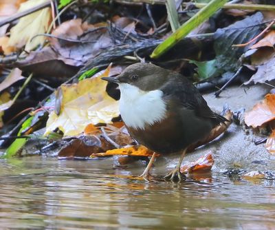 Roodbuikwaterspreeuw - White-throated Dipper