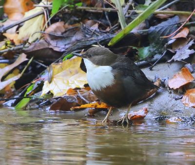 Roodbuikwaterspreeuw - White-throated Dipper