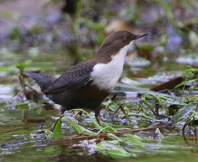 Roodbuikwaterspreeuw - White-throated Dipper