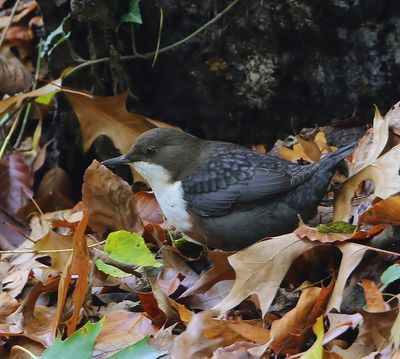 Roodbuikwaterspreeuw - White-throated Dipper