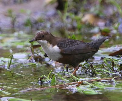 Roodbuikwaterspreeuw - White-throated Dipper