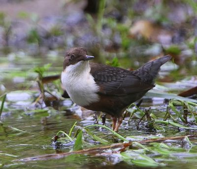 Roodbuikwaterspreeuw - White-throated Dipper