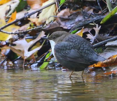 Roodbuikwaterspreeuw - White-throated Dipper