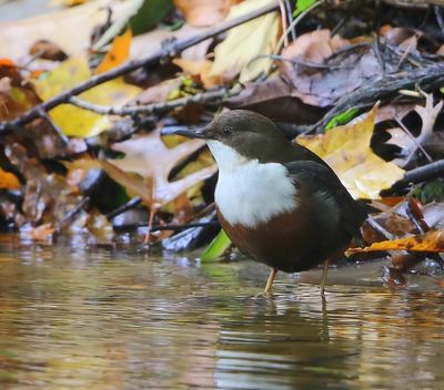 Roodbuikwaterspreeuw - White-throated Dipper