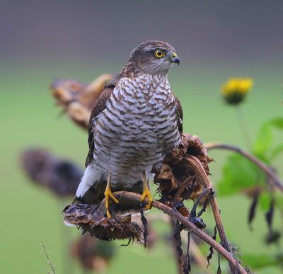 Sperwer - Eurasian Sparrowhawk