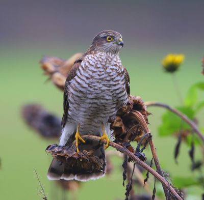 Sperwer - Eurasian Sparrowhawk