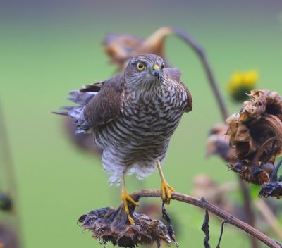 Sperwer - Eurasian Sparrowhawk