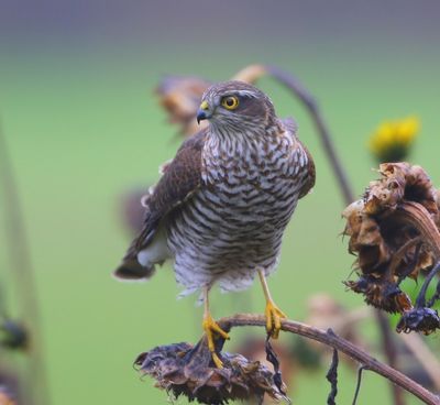 Sperwer - Eurasian Sparrowhawk