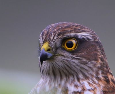 Sperwer - Eurasian Sparrowhawk
