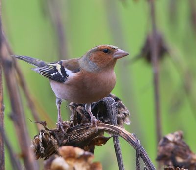 Vink - Common Chaffinch