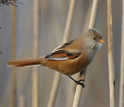 Baardman - Bearded Reedling