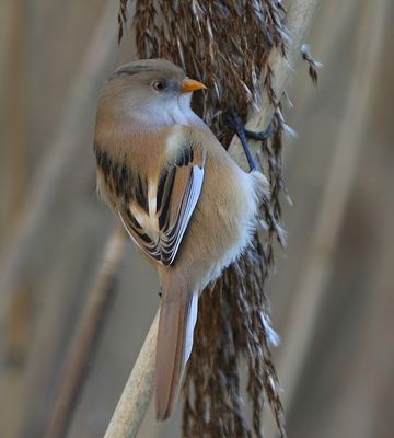 Baardman - Bearded Reedling