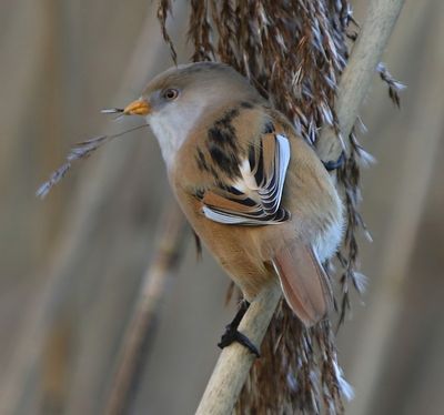 Baardman - Bearded Reedling