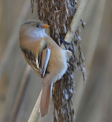 Baardman - Bearded Reedling