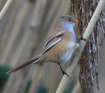 Baardman - Bearded Reedling