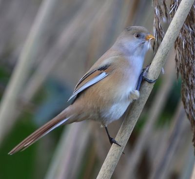 Baardman - Bearded Reedling