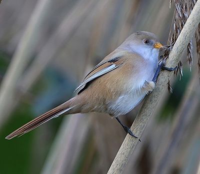 Baardman - Bearded Reedling