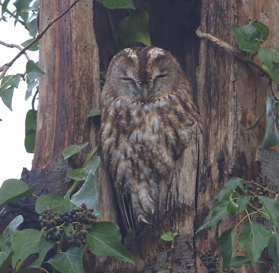 Bosuil - Tawny Owl