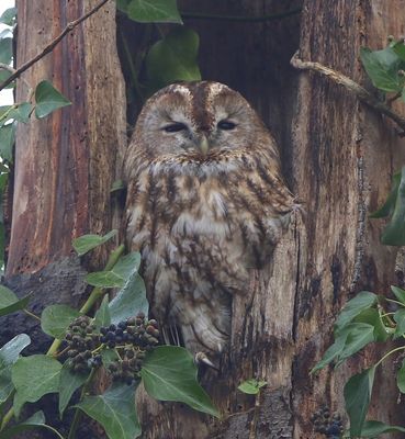 Bosuil - Tawny Owl