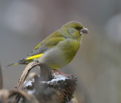 Groenling - European Greenfinch