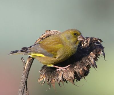 Groenling - European Greenfinch